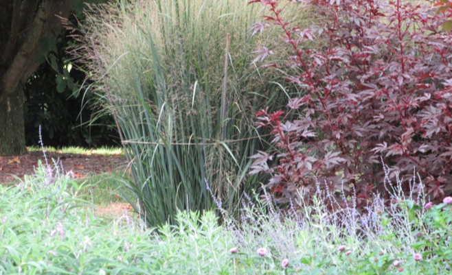 Plants That Survive and Thrive on the OBX – Blue Grama Grass