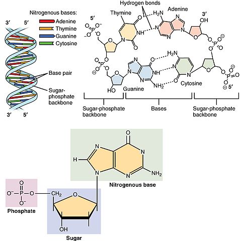 A single nucleotide is shown, containing three chemical groups linked together with covalent bonds. The groups are a phosphate, a sugar, and a nitrogenous base. Next two pairs of nucleotides are shown. Within each pair, the nitrogenous bases are linked with non-covalent bonds so that they are in the center, and the two sugars are on either side of them, with the two phosphate groups are on the outside of those. The two pairs are stacked on top of each other like the rungs of a ladder, and the pairs are connected to each other through non covalent bonds between the phosphate group of one pair and the sugar of the next pair, on either side. A double helix of DNA is also shown, where the rungs of the ladder, which are the base pairs, are in the center of a spiraling ladder.