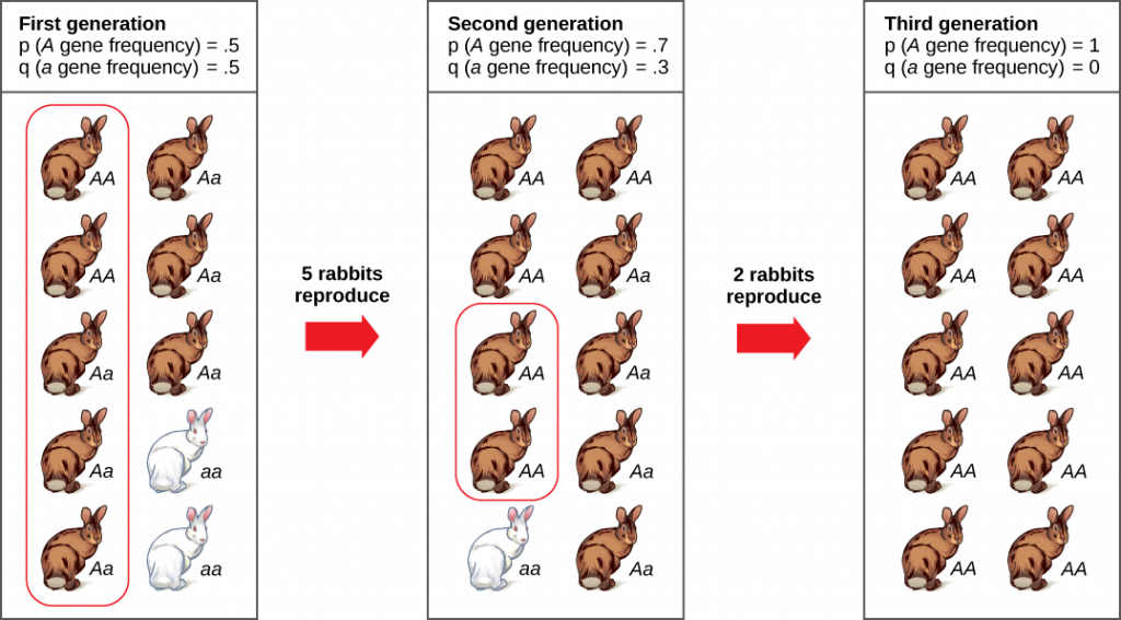 A population has ten rabbits. Three of these rabbits are homozygous dominant for the A allele and have brown coat color. Five are heterozygous and also have brown coat color. Two are homozygous recessive and have white coat color. The frequency of the capital A allele, p, is .5 and the frequency of the small a allele, q, is also .5. Only five of the rabbits, including two homozygous dominant and three heterozygous individuals, produce offspring. Five of the resulting offspring are homozygous dominant, four are heterozygous, and one is homozygous recessive. The frequency of alleles in the second generation is p=.7 and q=.3. Only two rabbits in the second generation produce offspring, and both of these are homozygous dominant. As a result, the recessive small a allele is lost in the third generation, and all of the rabbits are heterozygous dominant with brown coat color.