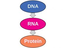 7. Transcription – Human Biology 2nd edition