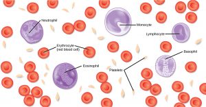 Illustration shows different types of blood cells and cellular components. Red blood cells are disc-shaped and puckered in the middle. Platelets are long and thin, and about half the length red blood cells. Neutrophils, monocytes, lymphocytes, eosinophils, and basophils are about twice the diameter of red blood cells and spherical. Monocytes and eosinophils have U-shaped nuclei. Eosinophils contain granules, but monocytes do not. Basophils and neutrophils both have irregularly shaped, multi-lobed nuclei and granules.