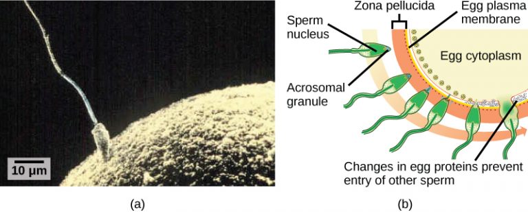 5. From Fertilization to Birth Part 1: Fertilization and Early ...