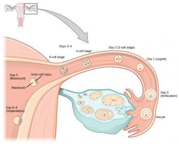 6. From Fertilization to Birth Part II: Pregnancy and Birth – Human ...