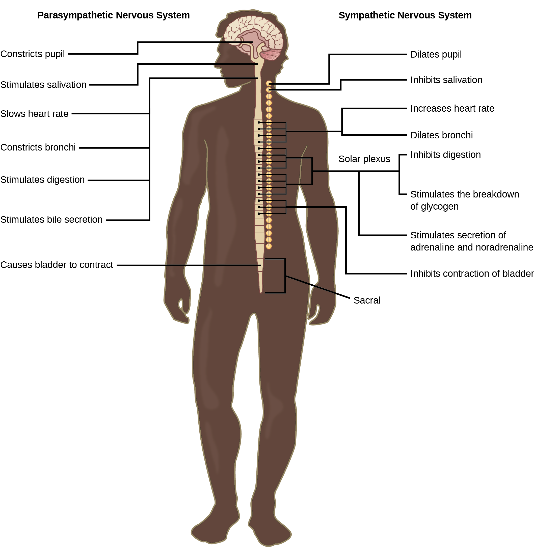 Illustration shows the effects of the sympathetic and parasympathetic systems on target organs, and the placement of the preganglionic neurons that mediate these effects. The parasympathetic system causes pupils and bronchi to constrict, slows the heart rate, and stimulates salivation, digestion, and bile secretion. Preganglionic neurons that mediate these effects are all located in the brain stem. Preganglionic neurons of the parasympathetic system that are located in the sacral cause the bladder to contract. The sympathetic system causes pupils and bronchi to dilate, increases heart rate, inhibits digestion, stimulates the breakdown of glycogen and the secretion of adrenaline and noradrenaline, and inhibits contraction of the bladder. The preganglionic neurons that mediate these effects are all located in the spine.