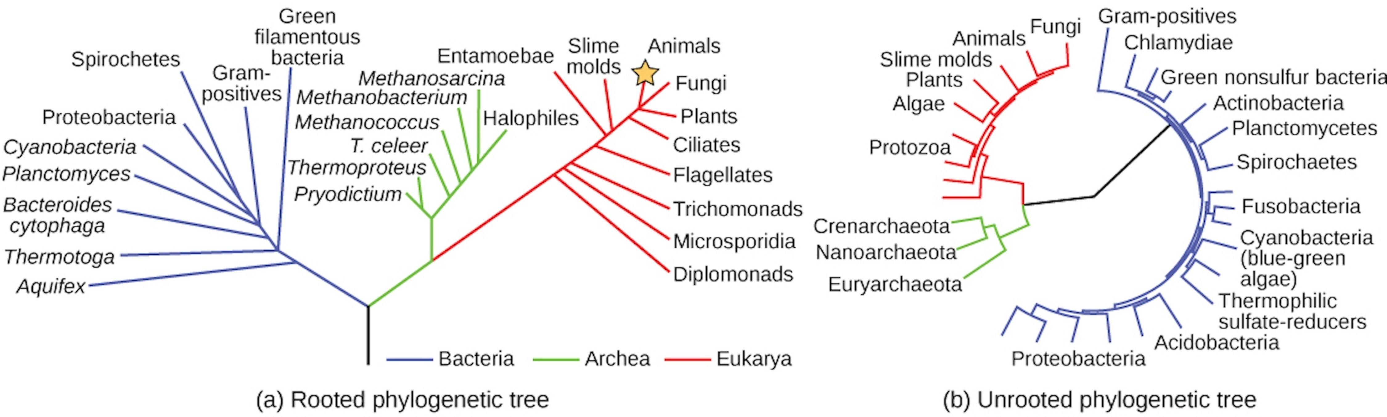 The phylogenetic tree in part a is rooted and resembles a living tree, with a common ancestor indicated as the base of the trunk. Two branches form from the trunk. The left branch leads to the domain Bacteria. The right branch branches again, giving rise to Archaea and Eukarya. Smaller branches within each domain indicate the groups present in that domain. The phylogenetic tree in part B is unrooted. It does not resemble a living tree; rather, groups of organisms within the Archaea, Eukarya, and Bacteria domains are arranged in a circle. Lines connect the groups within each domain. The groups within Archaea and Eukarya are then connected together. A line from the Archaea/ Eukarya domains, and another from the Bacteria meet in the center of the circle. There is no root, and therefore no indication of which domain arose first.