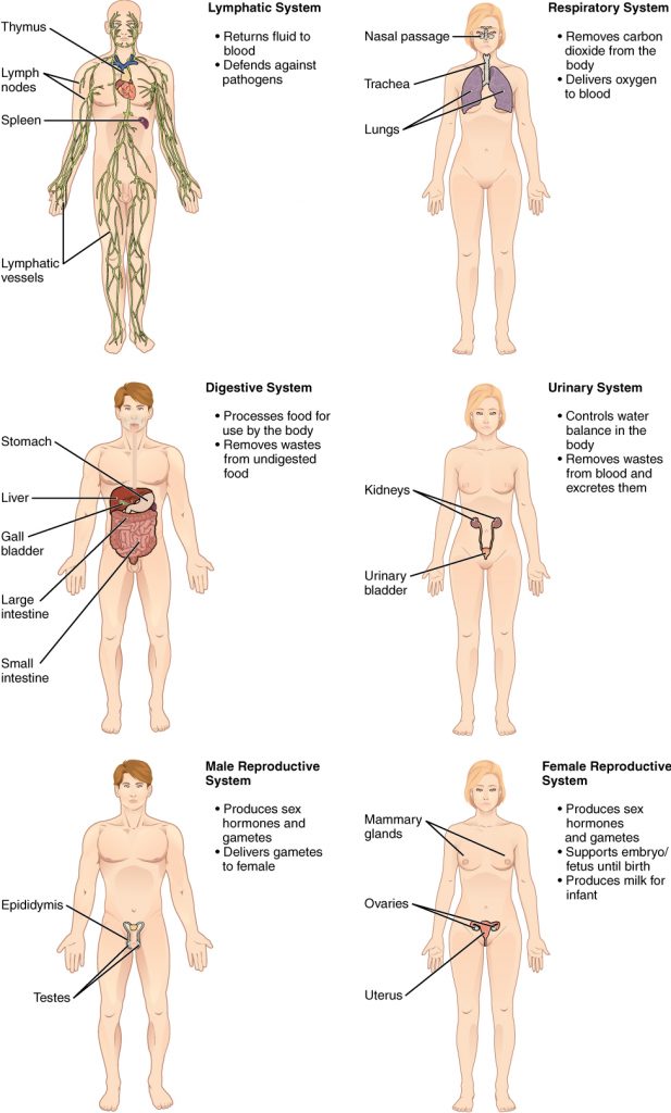 The lymphatic system returns fluid to the blood and defends against pathogens. The lymphatic system includes the thymus in the chest, the spleen in the abdomen, the lymphatic vessels that spread throughout the body, and the lymph nodes distributed along the lymphatic vessels. The respiratory system removes carbon dioxide from the body and delivers oxygen to the blood. The respiratory system includes the nasal passages, the trachea, and the lungs. The digestive system processes food for use by the body and removes wastes from undigested food. The digestive system includes the stomach, the liver, the gall bladder (connected to the liver), the large intestine, and the small intestine. The urinary system controls water balance in the body and removes and excretes waste from the blood. The urinary system includes the kidneys and the urinary bladder. The reproductive system of males and females produce sex hormones and gametes. The male reproductive system is specialized to deliver gametes to the female while the female reproductive system is specialized to support the embryo and fetus until birth and produce milk for the infant after birth. The male reproductive system includes the two testes within the scrotum as well as the epididymis which wraps around each testis. The female reproductive system includes the mammary glands within the breasts and the ovaries and uterus within the pelvic cavity.