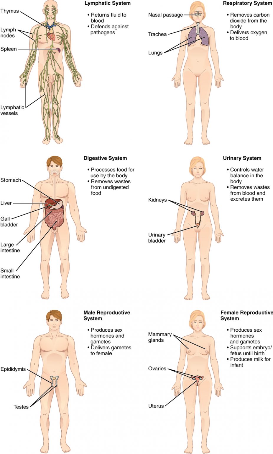 1-1-structural-organization-of-the-human-body-human-biology-2nd-edition