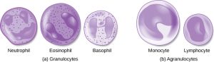 Two groups of blood cells are depicted: granulocytes and agranulocytes. The Granulocytes pictured are a neutrophil, eosinophil, and basophil. They all have a large dark blob inside as well as many small specks. The agranulocytes depicted are a monocyte and lymphocyte. These cells lack specs and each have a smoother dark blob within them.