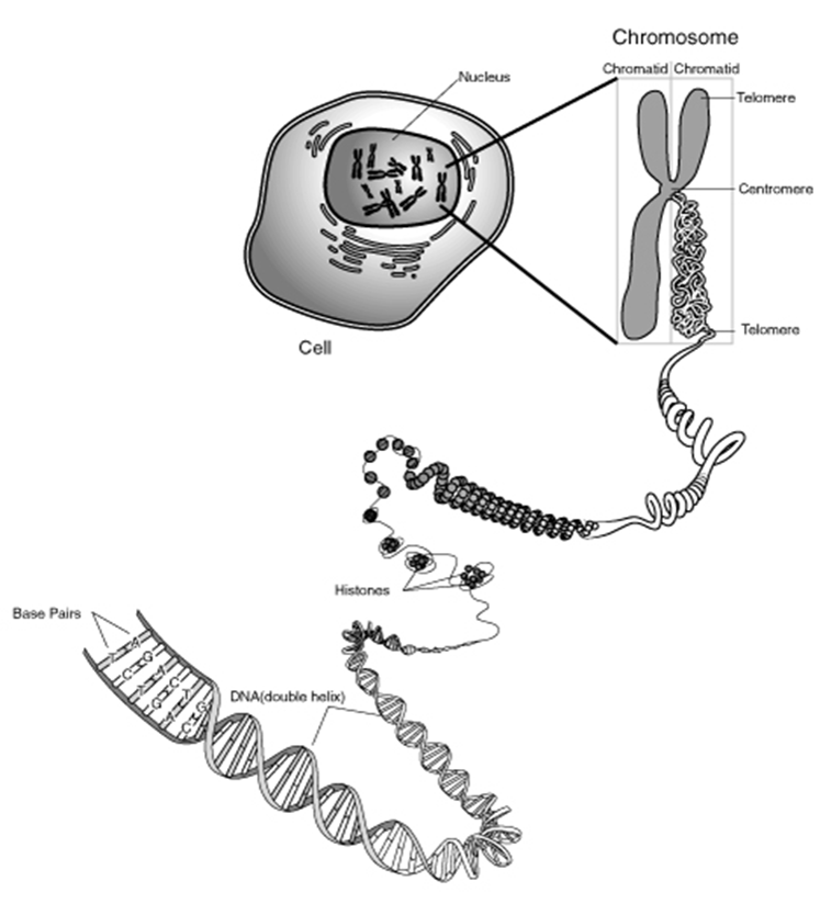 A double helix of DNA, which looks like a spiraling ladder, is shown. These double helixes are shown coiling up on themselves and around small proteins to form a tight coil of DNA which is larger in diameter than the double helix This tight coil coils up on its self even more in to a structure with a larger diameter, and and is packed into a larger X-shaped structure. This is the chromosome. Each side of the chromosome is labelled chromatid. The ends of each chromatid are labelled telomere. The center of the chromosome, where the two chromatids meet in the center of the X, is labelled centromere. Several chromosomes are depicted in the nucleus of the cell, a round bubble in the middle of a cell.