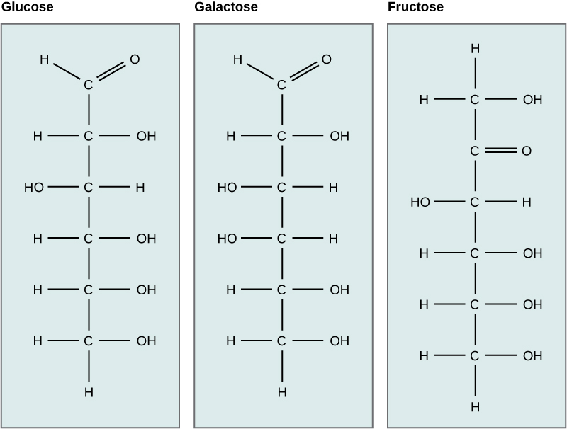 Chemical structures of glucose, galactose, and fructose which each consist of a chain of 6 carbons (C).  Each C has a single OH bond or a double O bond and then enough single H bonds so each C has a total of 4 bonds.  Glucose: First C has double O bond facing upper right; second, fourth, fifth and sixth C has single OH bond positioned on right; third C has single OH bond positioned on left.   Galactose: First C has double O bond facing upper right; second, fifth and sixth C has single OH bond positioned on right; third and fourth C have single OH bond positioned on left.  Fructose: Second C has double O bond facing right; first, fourth, fifth and sixth C has single OH bond positioned on right; third C has a single OH bond positioned on left.