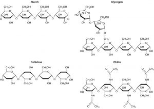 Chemical structures of starch, glycogen, cellulose, and chitin. The starch molecule is a single chain of 4 glucose molecules facing the same direction.  The glycogen molecule is a chain of 4 glucose molecules facing the same direction and a branch of two glucose molecules branching from the second glucose in the chain.  The cellulose molecule is a single chain of 4 glucose molecules alternating directions.  The chitin molecule is a chain of 4 acetylglucosamine (a derivative of glucose) molecules alternating directions.