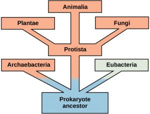 At the base of the evolutionary tree is the prokaryotic ancestor. This ancestor gave rise to archaebacteria, eubacteria, and Protista, which in turn gave rise to plants, fungi, and animals.