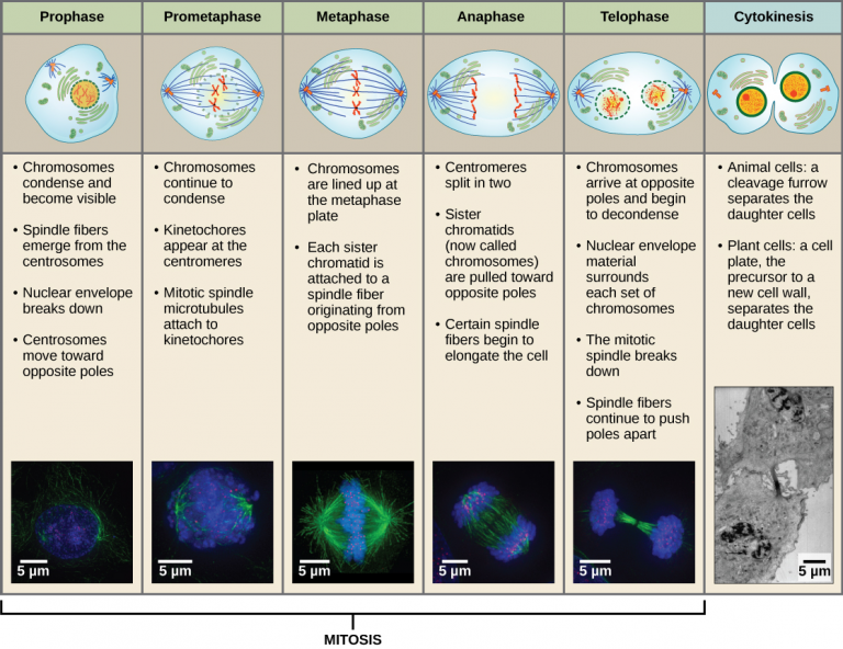 7. The Cell Cycle – Human Biology 2nd Edition