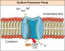 3.7 ATP: Adenosine Triphosphate – Human Biology 2nd edition