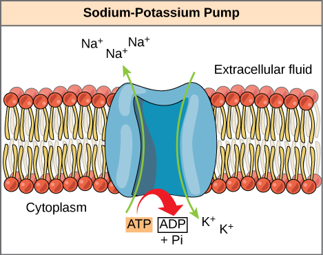 This illustration shows the sodium-potassium pump embedded in the cell membrane. A T P hydrolysis catalyzes a conformational change in the pump that allows sodium ions to move from the cytoplasmic side to the extracellular side of the membrane, and potassium ions to move from the extracellular side to the cytoplasmic side of the membrane as well.