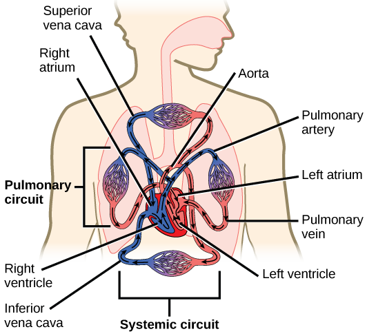 Illustration shows blood circulation through the mammalian systemic and pulmonary circuits. Blue deoxygenated blood enters the right atrium, the upper right chamber of the heart, through veins of the systemic circuit. The major vein that feeds the heart from the upper body is the superior vena cava, and the major vein that feeds the heart from the lower body is the inferior vena cava. From the right atrium blood travels down to the right ventricle, then up to the pulmonary artery. From the pulmonary artery blood enters capillaries of the lung where the blood becomes oxygenated and changes from blue to red. Oxygenated red blood is then collected by the pulmonary vein, and re-enters the heart through the upper left chamber of the heart, the left atrium. Blood travels down to the left ventricle, then re-enters the systemic circuit through the aorta, which exits through the top of the heart. Blood enters tissues of the body through capillaries of the systemic circuit where the blood changes from red to blue.