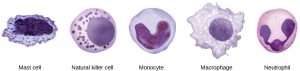 Illustration shows several innate immunity cells. Mast cells have an abundance of cytoplasmic granules and an irregular nucleus. Natural killer cells and neutrophils are filled with granules. Neutrophils have a multi-lobed nucleus. Macrophages are irregular in shape, with a round nucleus.