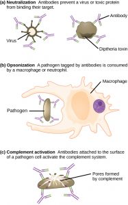 Part A shows antibody neutralization. Antibodies coat the surface of a virus or toxic protein, such as the diphtheria toxin, and prevent them from binding to their target. Part B shows opsonization, a process by which a pathogen coated with antigens is consumed by a macrophage or neutrophil. Part C shows complement activation. Antibodies attached to the surface of a pathogen cell activate the complement system. Pores are formed in the cell membrane, destroying the cell.