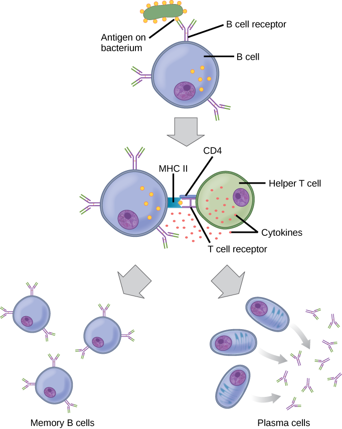 5. Adaptive Immunity – Human Biology 2nd Edition