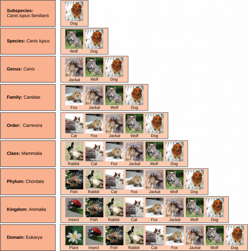 6. Introduction To Phylogenies – Human Biology 2nd Edition