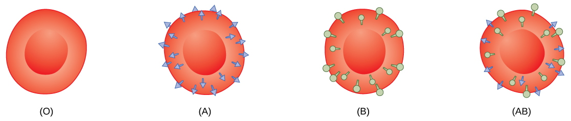 Type O, type A, type B and type AB red blood cells are shown. Type O cells do not have any antigens on their surface. Type A cells have A antigen on their surface. Type B cells have B antigen on their surface. Type AB cells have both A and B antigens on their surface.