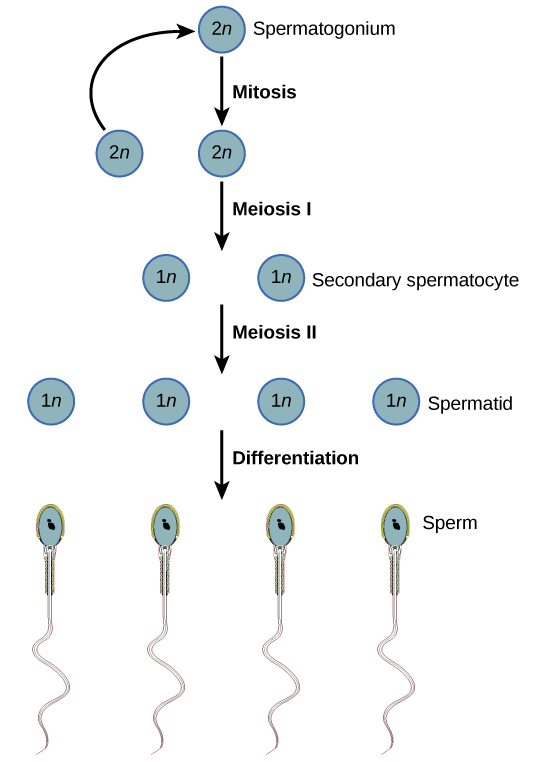 Spermatogenesis begins when the 2n spermatogonium undergoes mitosis, producing more spermatagonia. The spermatogonia undergo meiosis I, producing haploid (1n) secondary spermatocytes, and meiosis II, producing spermatids. Differentiation of the spermatids results in mature sperm.