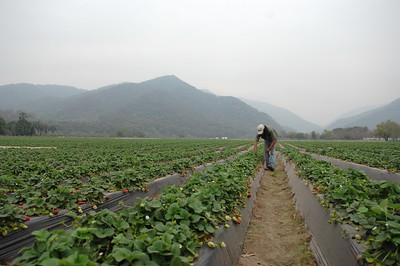 Agriculture workers on a strawberry farm