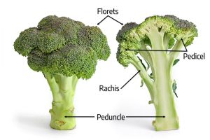 Broccoli labeled with florets, rachis, peduncle, and pedicel.