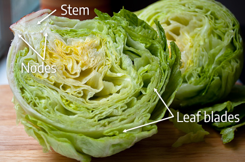 Iceberg lettuce labeled with stem, leaf blades, and nodes