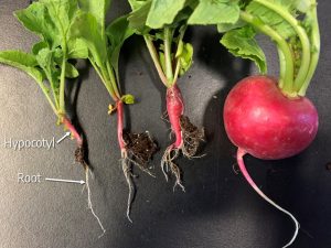 Radish hypocotyl labeled with hypocotyl and root