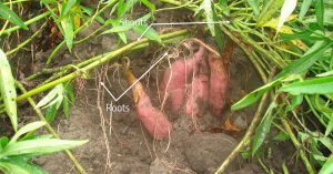 Sweet potato, labeled with shoots and roots.