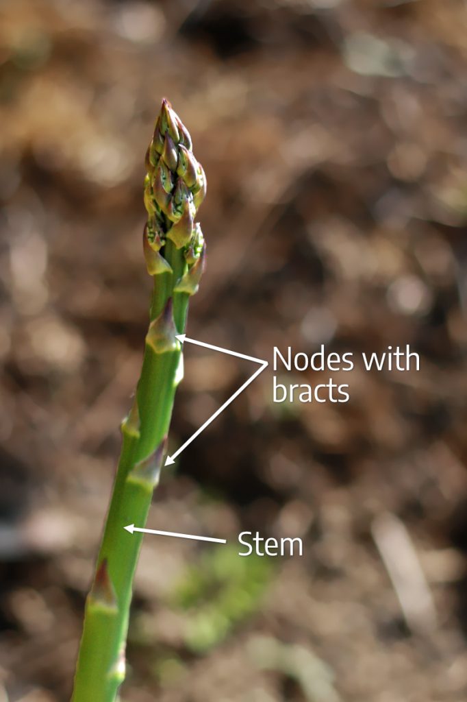 Asparagus labeled with nodes with bracts and stem