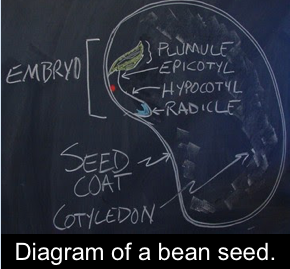 Diagram of a bean seed labeled with embryo, pumule, epicotyl, hypocotyl, radicle, seed coat, and cotyledon