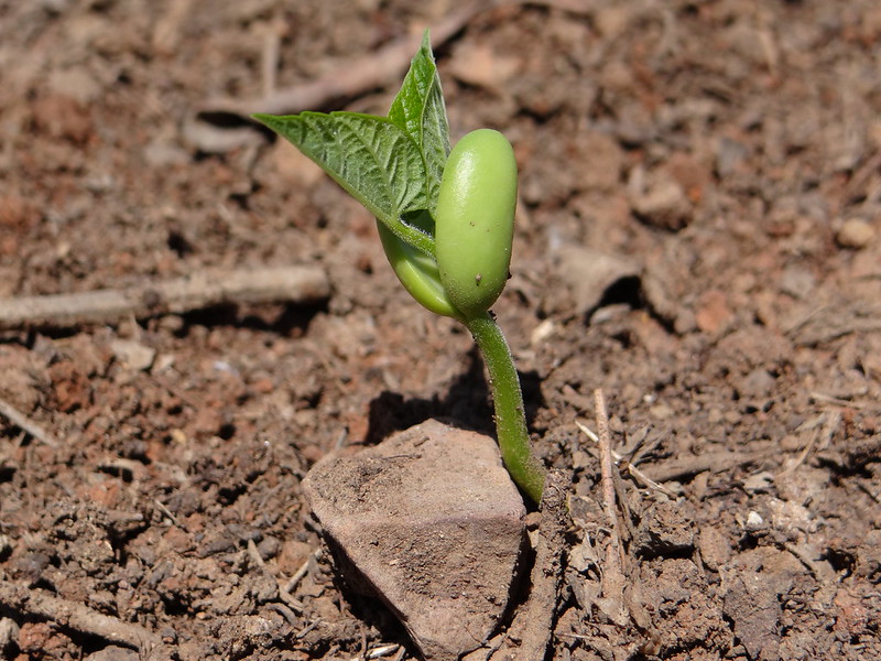 germination of seeds