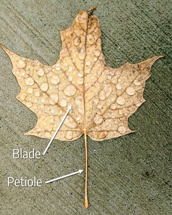 Leaf labeled with petiole and blade