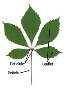 3.1 Leaves – The Science of Plants