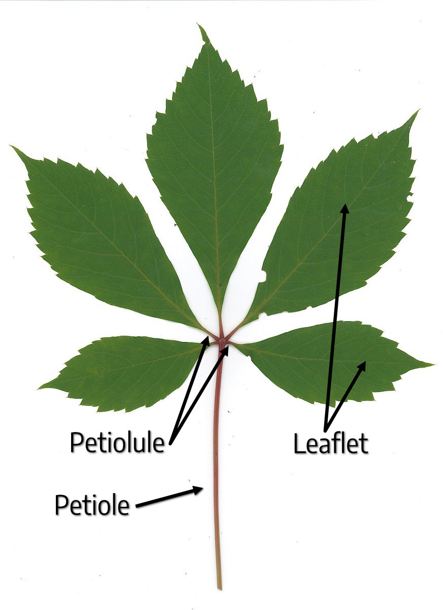 types of leaves simple and compound