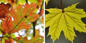 Oak leaves have pinnate venation (L), while maple leaves have palmate venation (R).