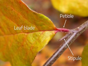 Plant leaf labeled with stipule, petiole, and leaf blade