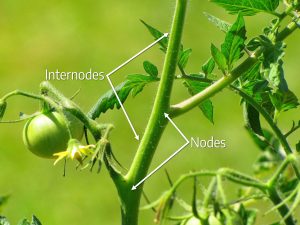 This tomato plant has clearly distinguishable nodes and internodes