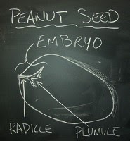 Peanut seed embryo