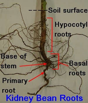 Kidney bean roots labled.