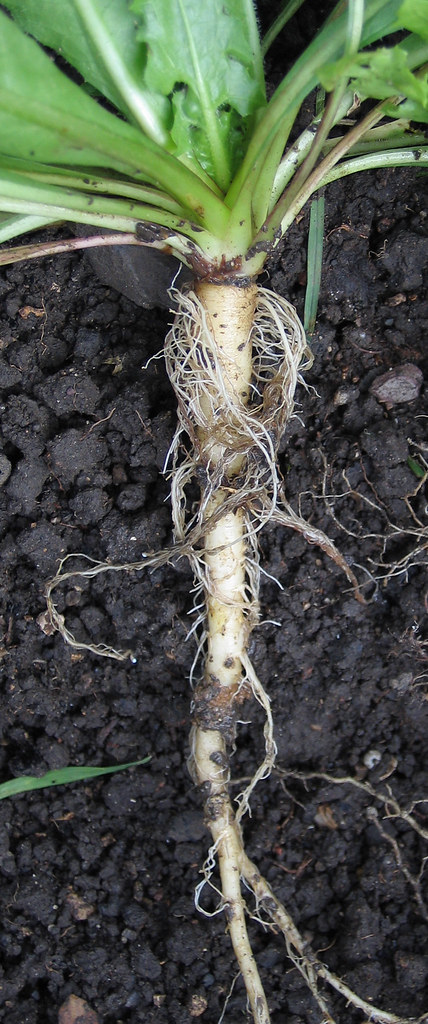 Dandelion is an example of a plant that has a tap root. Here you can clearly see the taproot and many small secondary roots.
