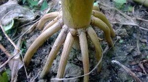 Adventitious prop roots on corn plant