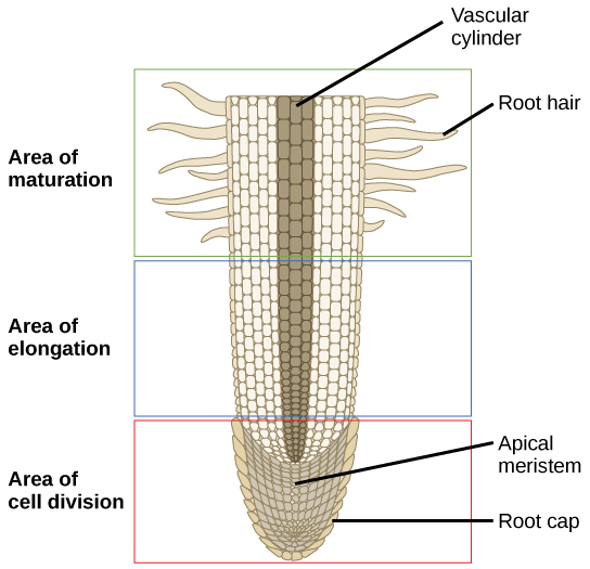 Diagram of a root with area of maturation, area of elongation, and area of cell division (with root cap).