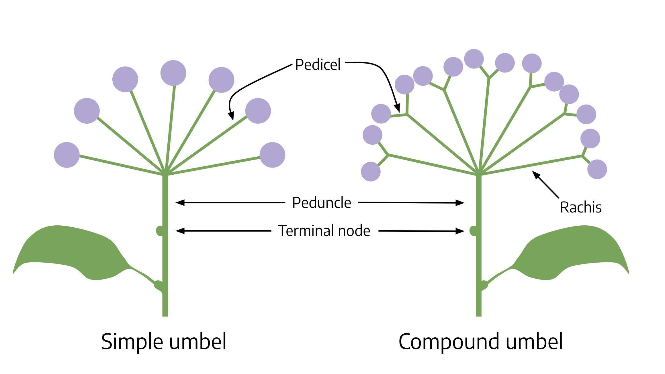 Simple and compound umbels.