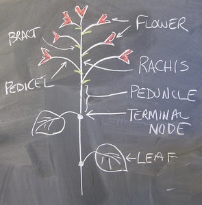 Drawing of inflorescence with labels
