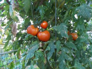 Many tomato plants are indeterminate