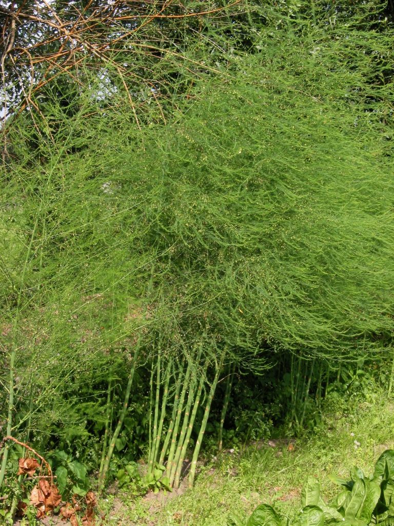 Mature asparagus plant.