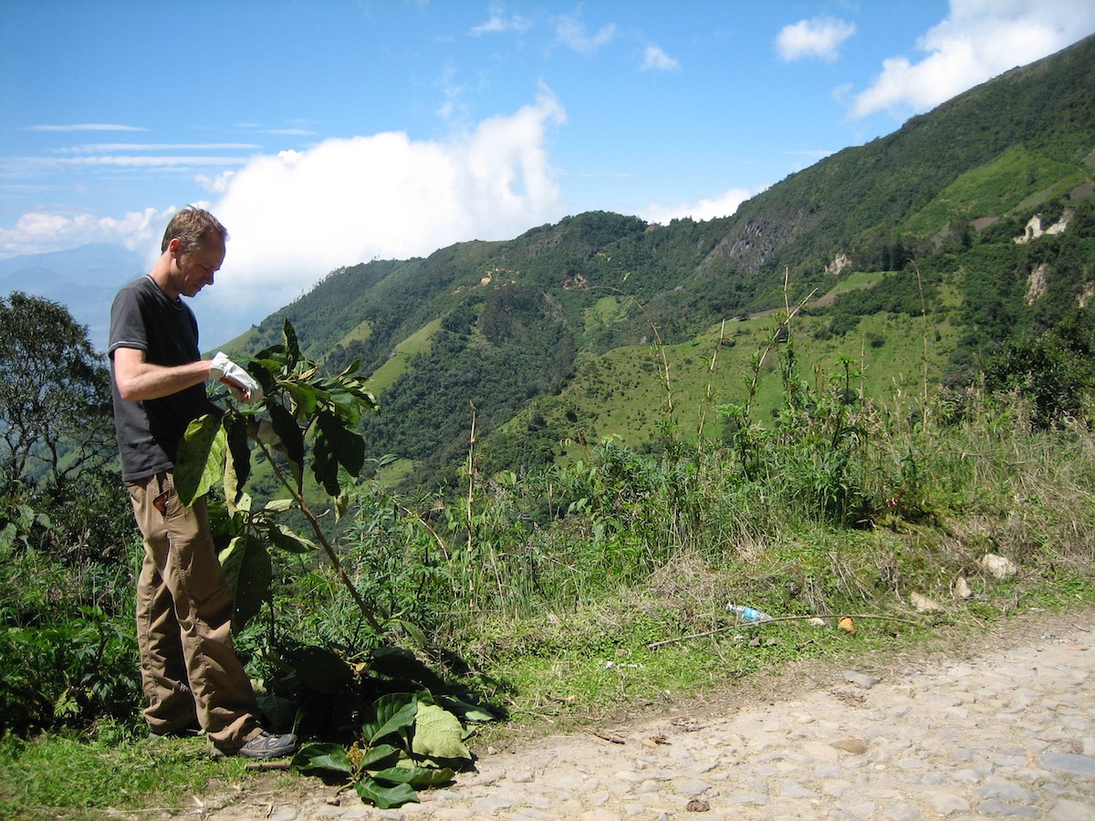 Scientist collecting plants in the field.